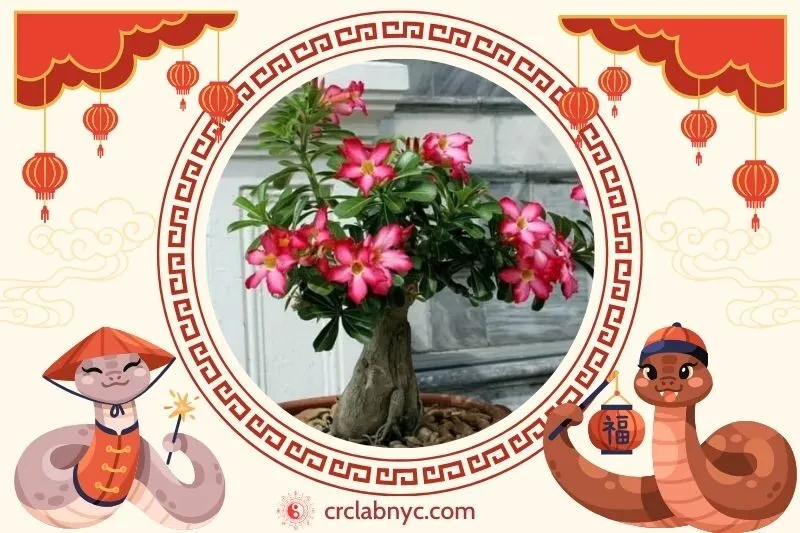 Cách trồng cây sứ Thái phong thủy