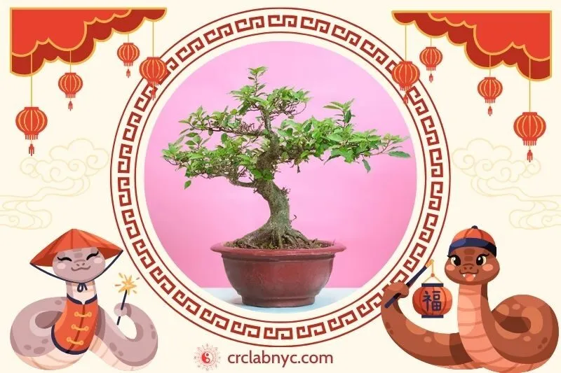  Cách trồng Cây sung phong thủy để thu hút tài lộc 