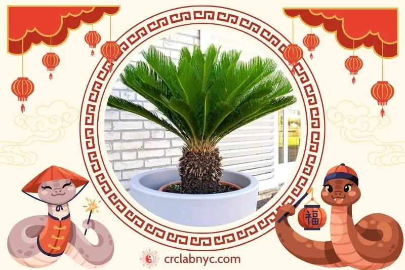 Cách trồng cây thiên tuế phong thủy