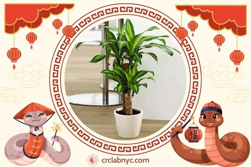 Cách trồng Cây thiết mộc lan phong thuỷ