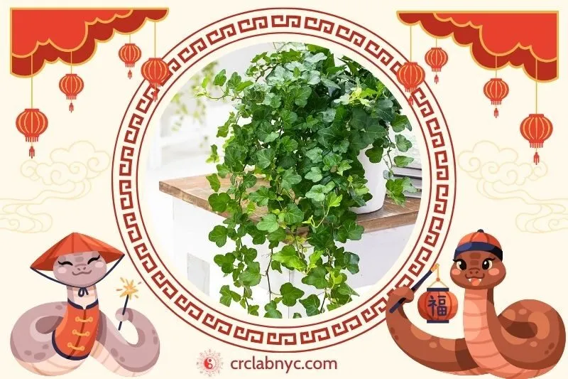 Cách trồng Cây thường xuân phong thuỷ