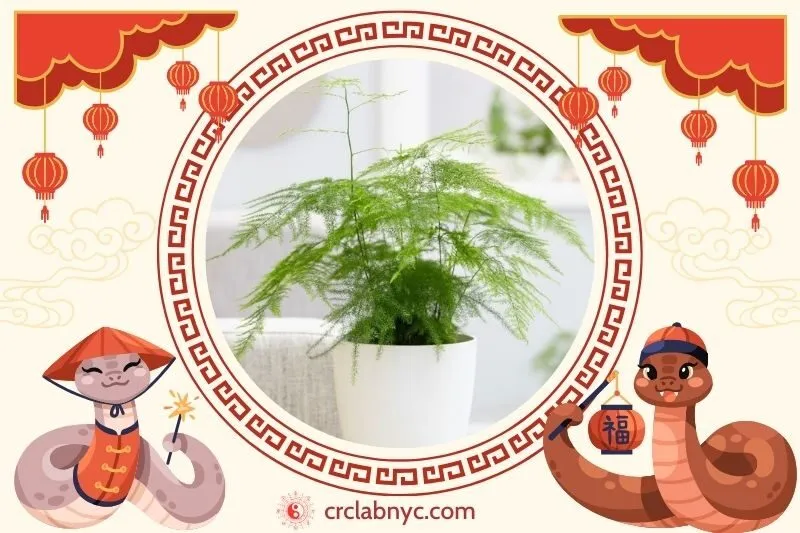  Cách trồng Cây thủy tùng phong thuỷ để thu hút tài lộc 