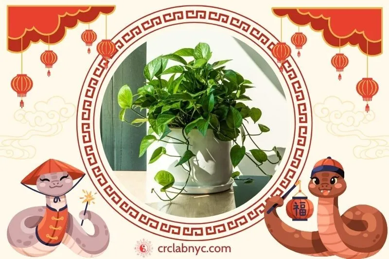 Cách trồng Cây trầu bà phong thuỷ 