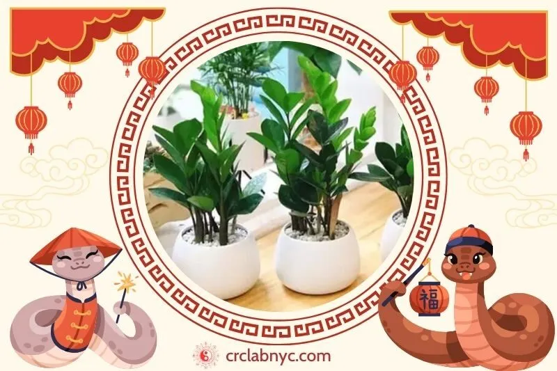  Cách trồng Cây trầu không phong thủy để thu hút tài lộc 