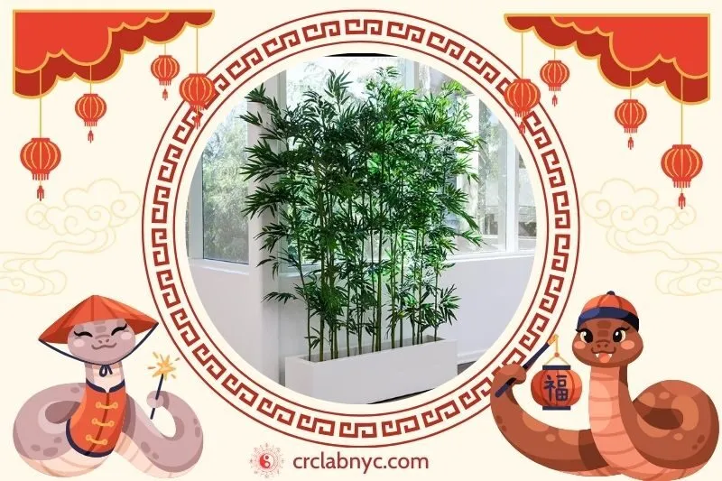  Cách trồng Cây tre phong thủy để thu hút tài lộc 