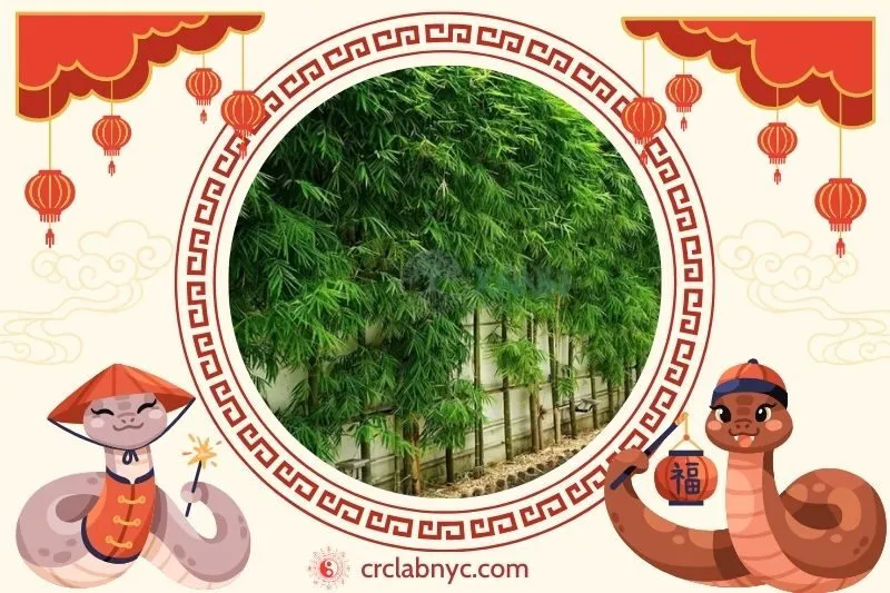 Cách trồng cây trúc quân tử phong thuỷ