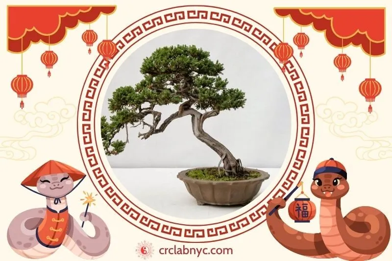 Cách trồng Cây tùng bách phong thuỷ