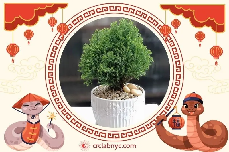 Cách trồng Cây tùng bồng lai phong thuỷ để thu hút tài lộc