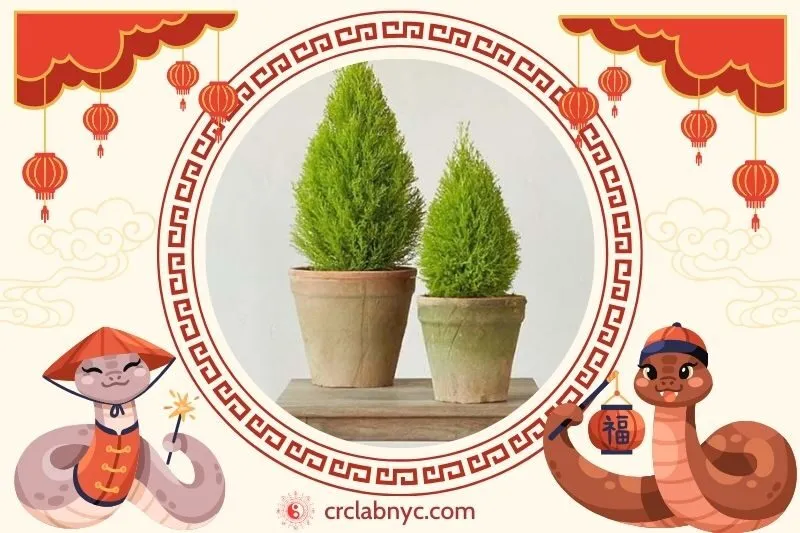  Cách trồng Cây tùng thơm phong thuỷ 