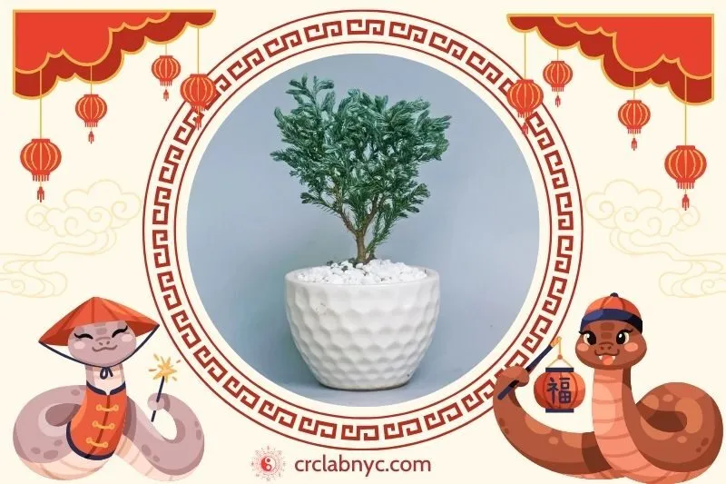  Cách trồng Cây tuyết tùng phong thủy để thu hút tài lộc 