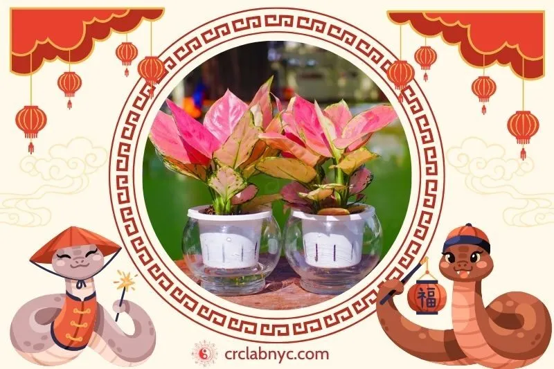  Cách trồng Cây vạn lộc phong thuỷ để thu hút tài lộc 
