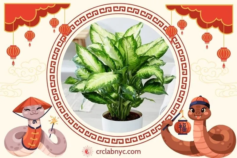  Cách trồng Cây vạn niên thanh phong thuỷ 