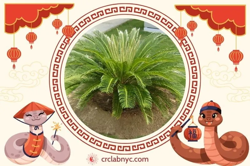  Cách trồng Cây vạn tuế phong thủy để thu hút tài lộc 