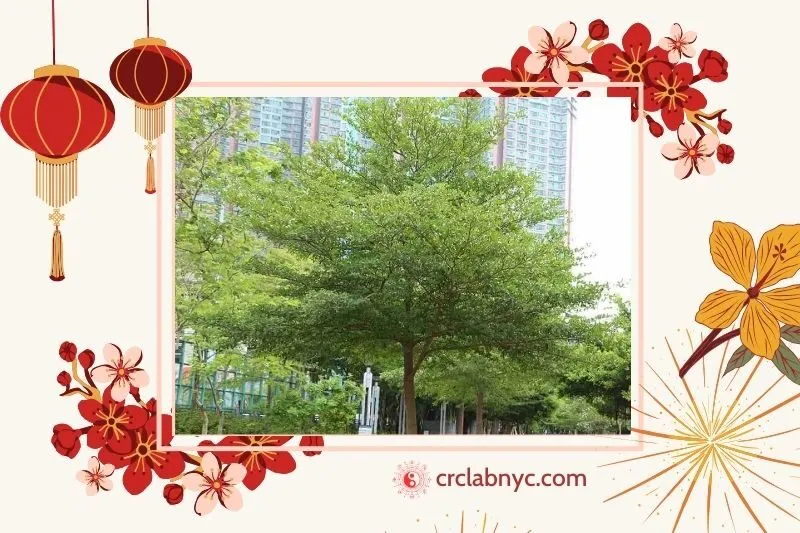  Cây bàng Đài Loan phong thủy hợp mệnh nào