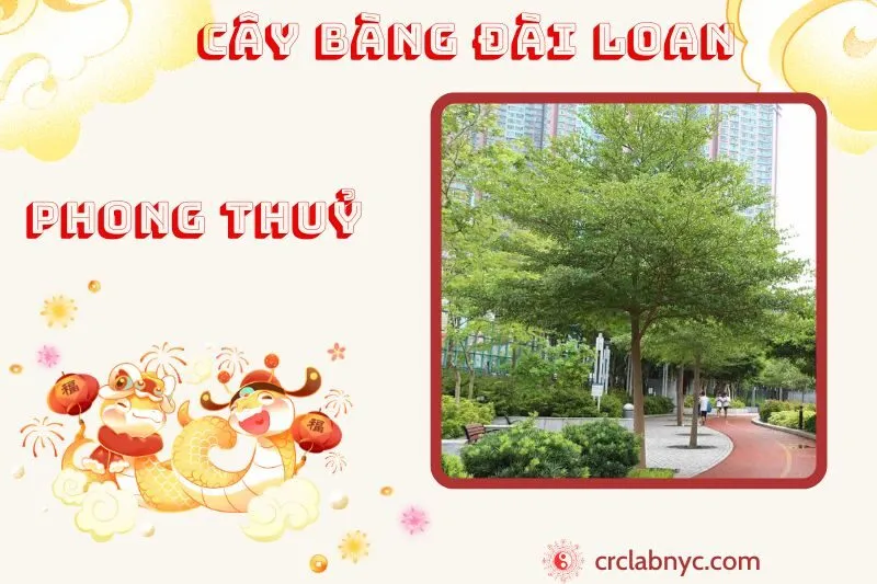 Cây bàng Đài Loan phong thủy ý nghĩa công dụng và cách trồng