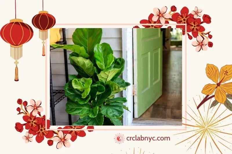 Cây bàng Singapore phong thuỷ hợp mệnh nào