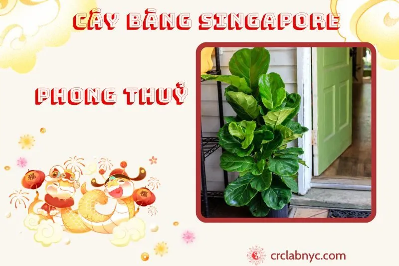 Cây bàng Singapore phong thuỷ ý nghĩa công dụng và cách trồng