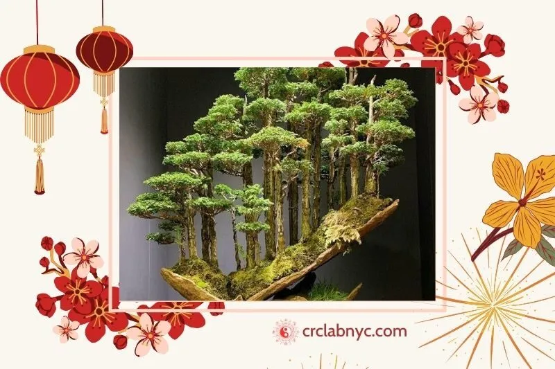 Cây bonsai phong thủy hợp mệnh nào