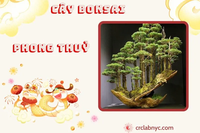 Cây bonsai phong thuỷ ý nghĩa công dụng và cách trồng