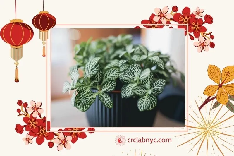  Cây cẩm nhung phong thuỷ hợp mệnh nào
