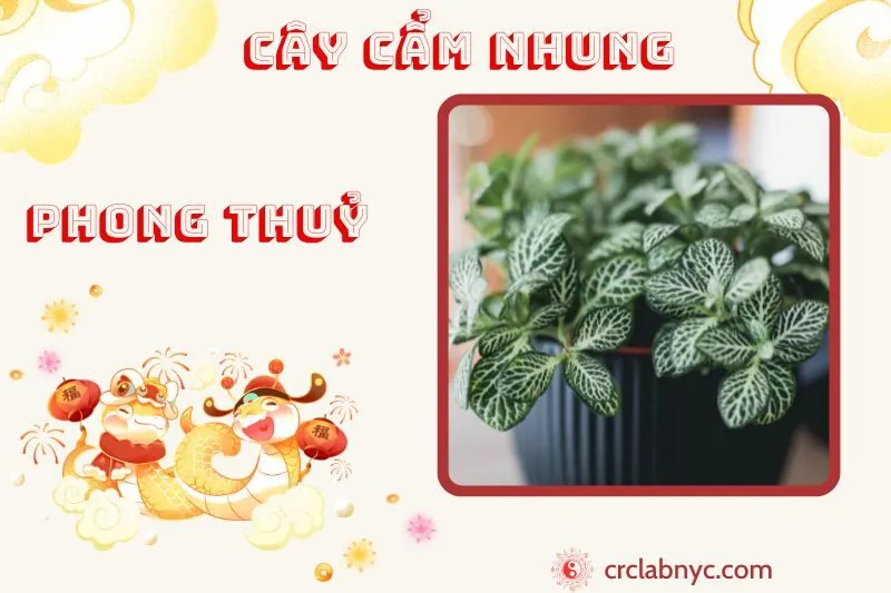 Cây cẩm nhung phong thuỷ ý nghĩa công dụng và cách trồng