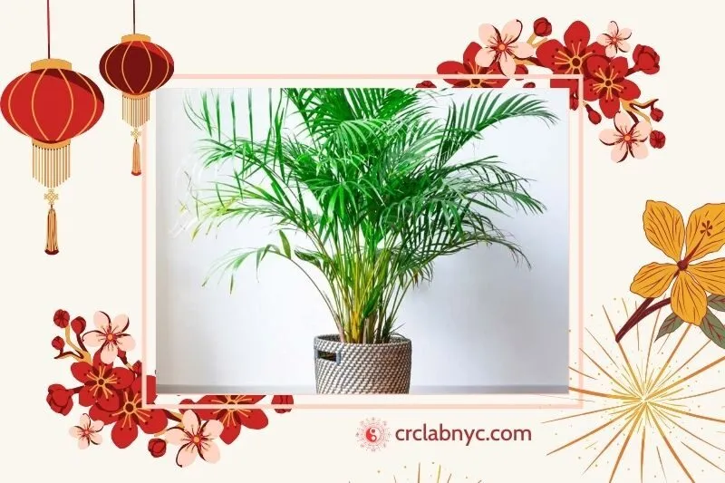 Cây cau cảnh phong thủy hợp mệnh nào