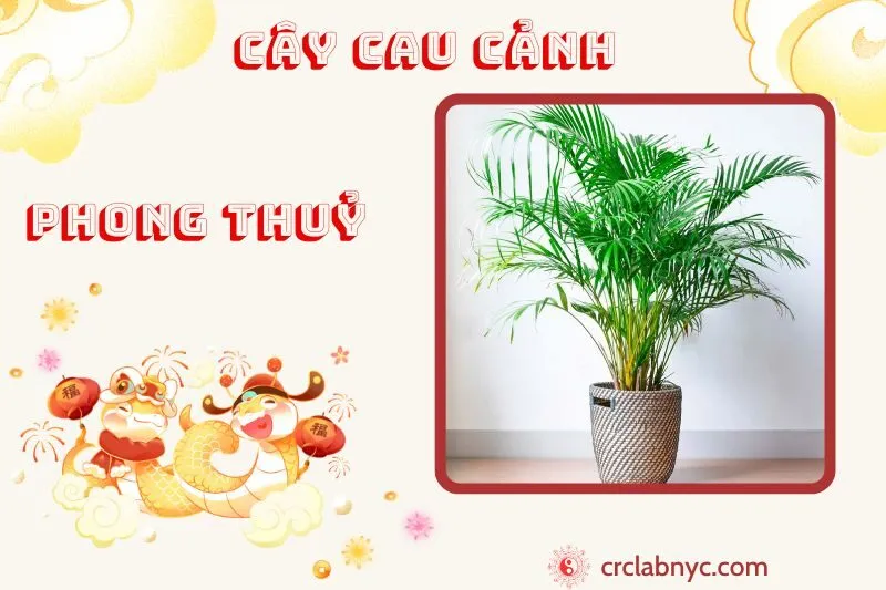Cây cau cảnh phong thuỷ ý nghĩa công dụng và cách trồng