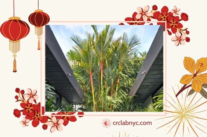  Cây cau đỏ phong thủy hợp mệnh nào