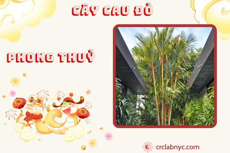 Cây cau đỏ phong thủy ý nghĩa công dụng và cách trồng
