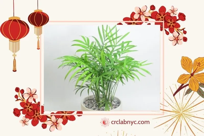  Cây cau tiểu trâm phong thuỷ hợp mệnh nào