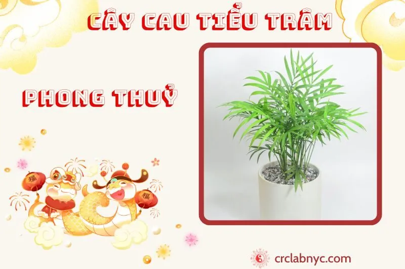 Cây cau tiểu trâm phong thuỷ ý nghĩa công dụng và cách trồng