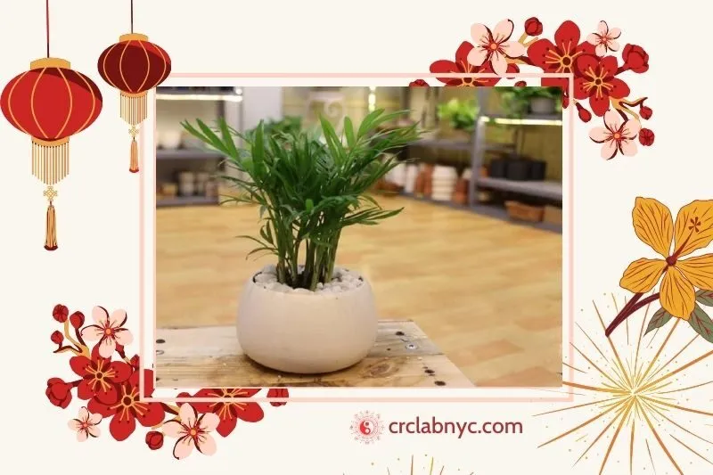 Cây Cau Tiểu Trâm – Sự thanh lọc không khí
