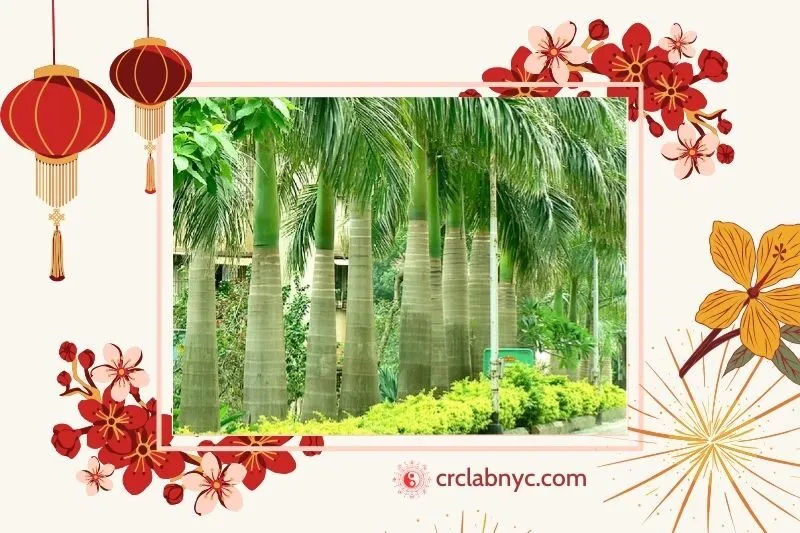 Cây Cau Vua phong thuỷ hợp mệnh nào