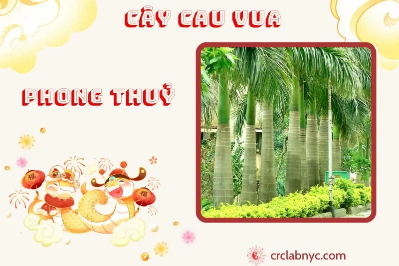 Cây cau vua ý nghĩa công dụng và cách trồng