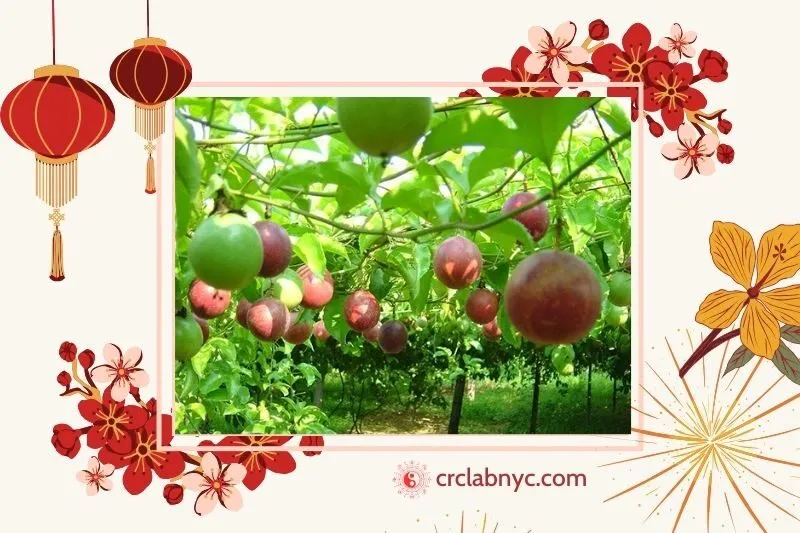  Cây chanh leo phong thủy hợp mệnh nào