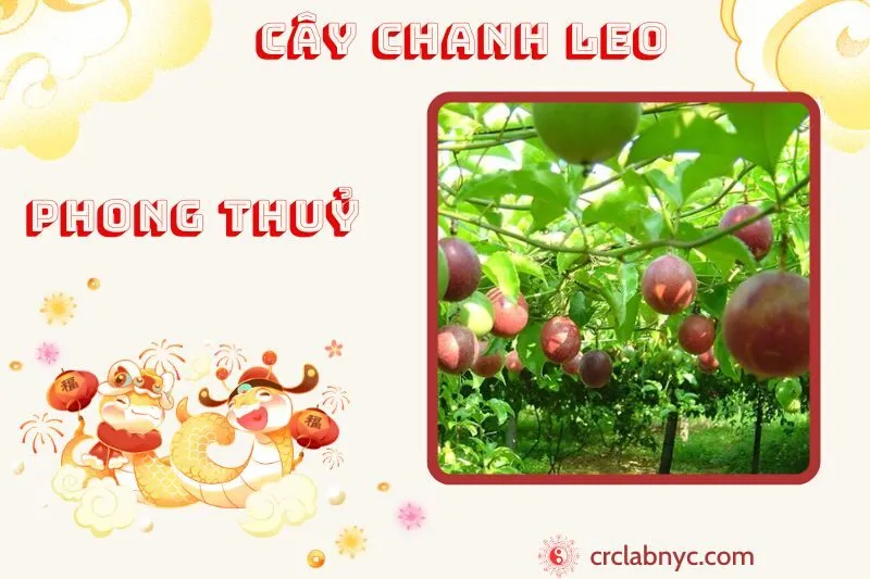 Cây chanh leo phong thủy ý nghĩa công dụng và cách trồng