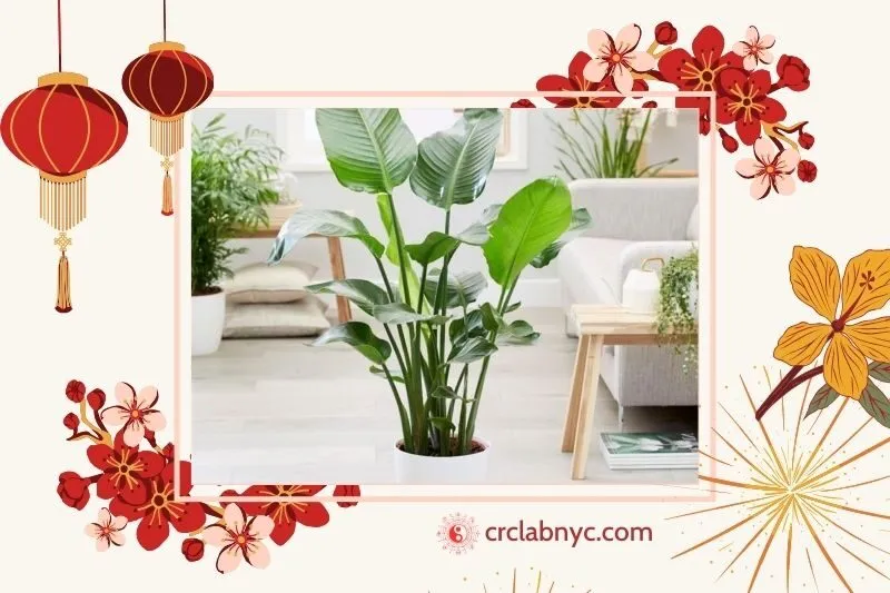 Cây chuối cảnh phong thủy hợp mệnh nào