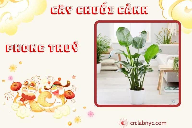 Cây chuối cảnh ý nghĩa công dụng và cách trồng