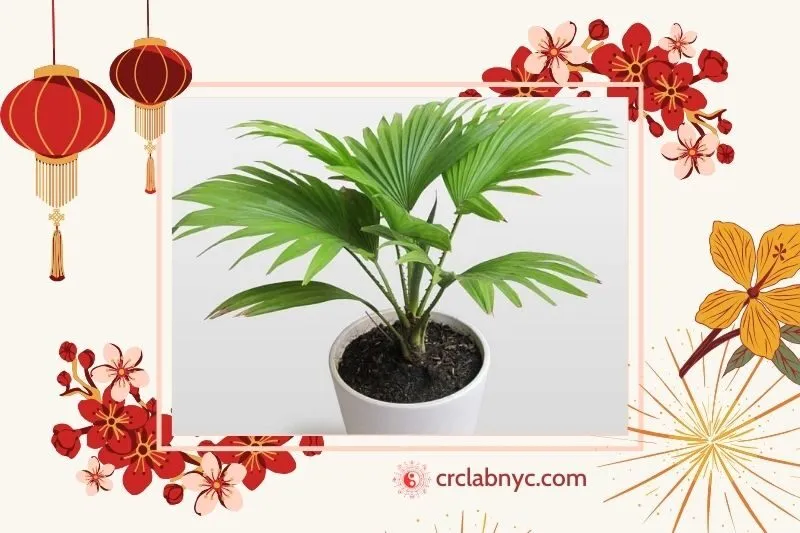  Cây cọ cảnh phong thuỷ hợp mệnh nào