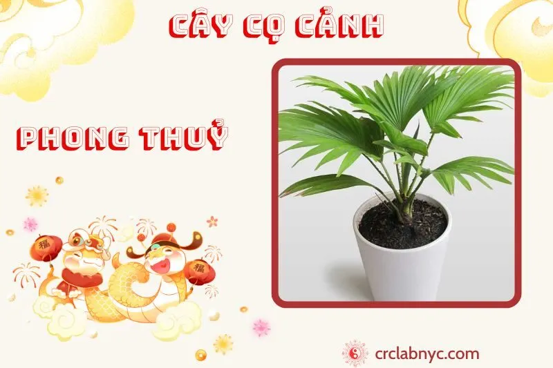 Cây cọ cảnh phong thuỷ ý nghĩa công dụng và cách trồng