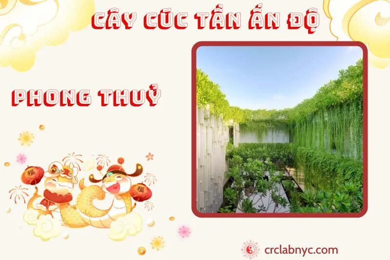 Cây cúc tần Ấn Độ phong thủy ý nghĩa công dụng và cách trồng