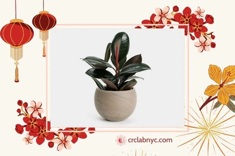  Cây đa búp đỏ phong thuỷ hợp mệnh nào