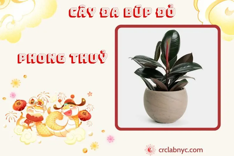 Cây đa búp đỏ phong thuỷ ý nghĩa công dụng và cách trồng