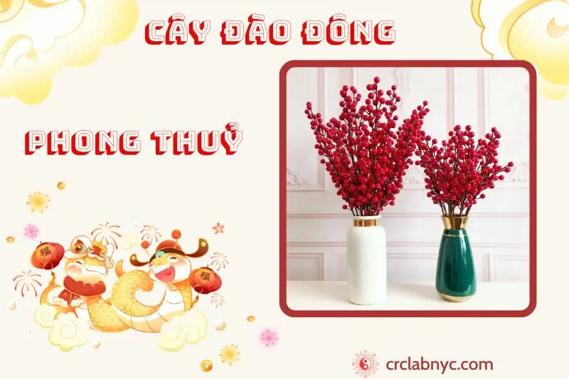 Cây đông đào ý nghĩa công dụng và cách trồng