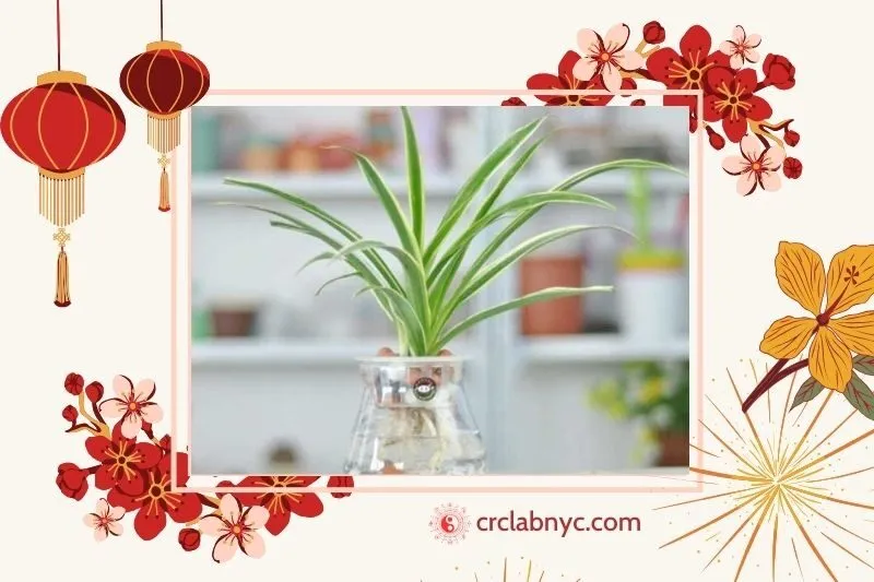  Cây dây nhện phong thuỷ hợp mệnh nào