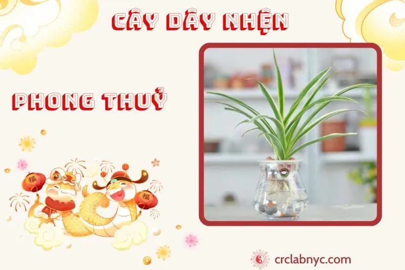 Cây dây nhện phong thuỷ ý nghĩa công dụng và cách trồng