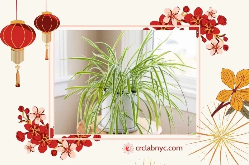Cây Dây Nhện – Vẻ đẹp giản dị