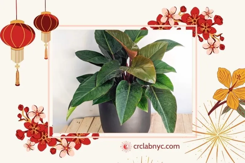 Cây đế vương phong thủy hợp mệnh nào
