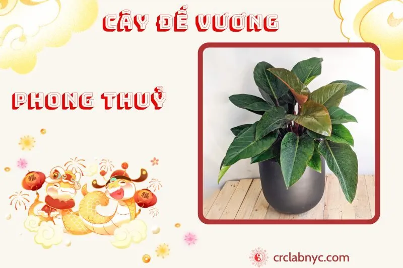 Cây đế vương phong thuỷ ý nghĩa công dụng và cách trồng