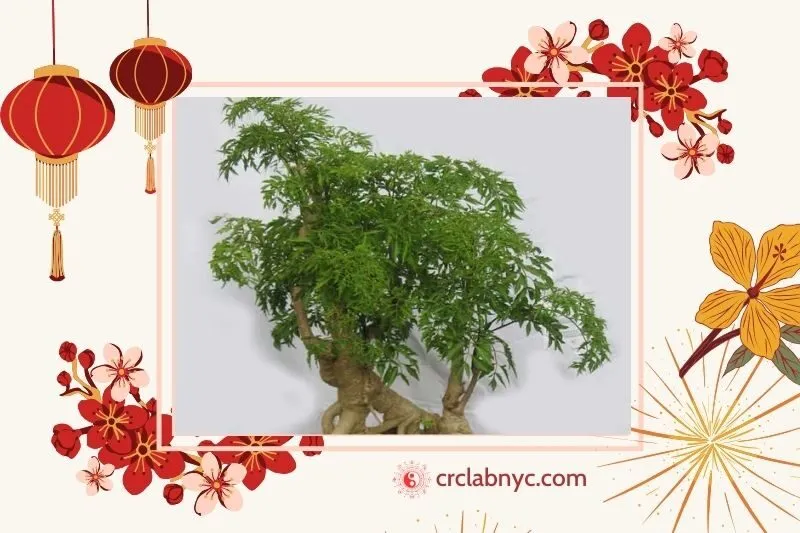  Cây đinh lăng phong thủy hợp mệnh nào